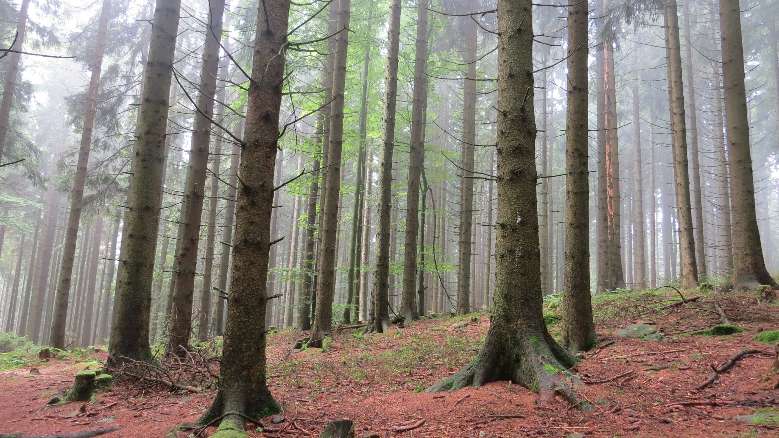 NP Šumava warns against entering forests